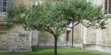 Потомок яблони Ньютона в Тринити-колледже, Кембридж